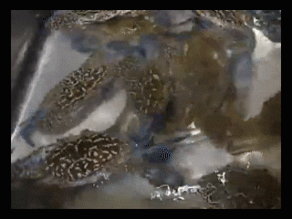 微信图片_20190511141813.gif